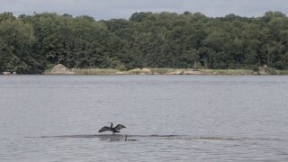 Tjärö