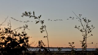 Avernakø