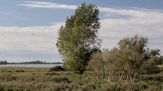 Ærø