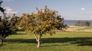 Ærø