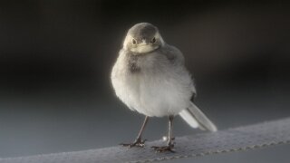 bei Terneskjær