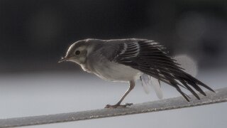 bei Terneskjær