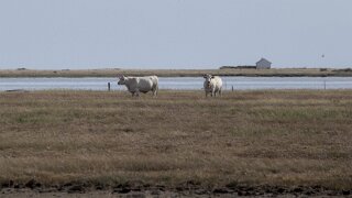 Læsø