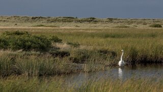 Læsø