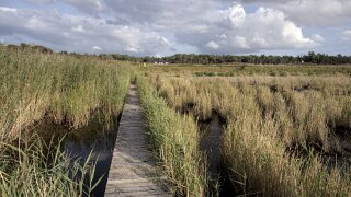 Læsø