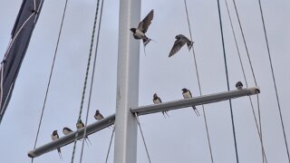 Vesterø Havn