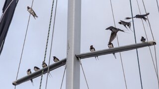 Vesterø Havn